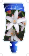 Picture of PHILOTHECA CASCADE OF STARS                                                                                                                           