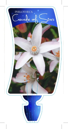 Picture of PHILOTHECA CASCADE OF STARS                                                                                                                           
