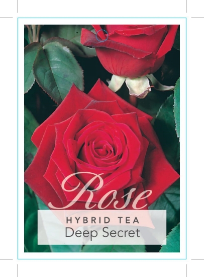Picture of ROSE DEEP SECRET (HT)                                                                                                                                 
