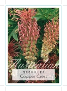Picture of GREVILLEA COPPER CREST                                                                                                                                