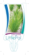 Picture of LOMANDRA LITTLE PAL                                                                                                                                   