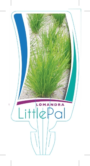 Picture of LOMANDRA LITTLE PAL                                                                                                                                   