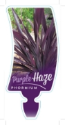 Picture of PHORMIUM PURPLE HAZE                                                                                                                                  