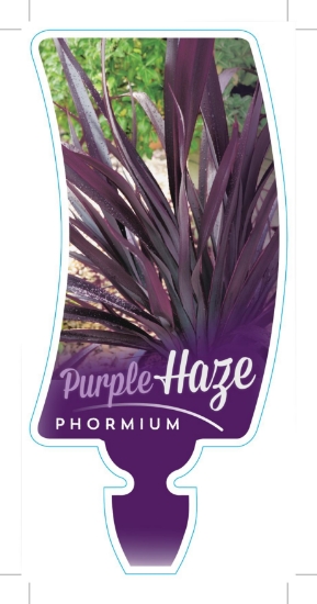 Picture of PHORMIUM PURPLE HAZE                                                                                                                                  