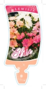 Picture of LEWISIA ELISE                                                                                                                                         