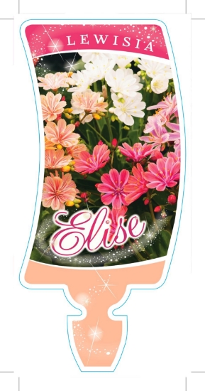 Picture of LEWISIA ELISE                                                                                                                                         