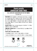 Picture of ZAMIA PUMILA JAMAICAN SAGO TREE                                                                                                                       