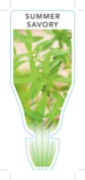Picture of HERB SAVORY SUMMER (Satureja hortensis)                                                                                                               