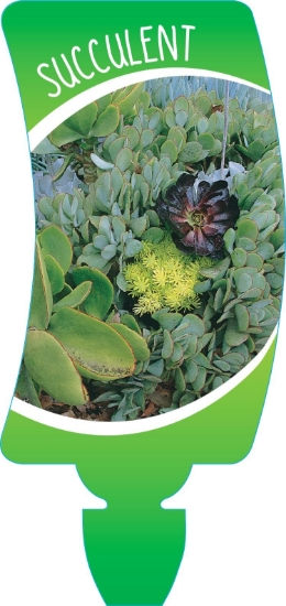 Picture of SUCCULENT - MIXED PICTURE (UNNAMED VARIETY)                                                                                                           