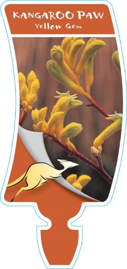 Picture of ANIGOZANTHOS YELLOW GEM                                                                                                                               