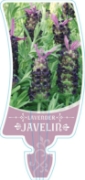 Picture of LAVANDULA JAVELIN                                                                                                                                     