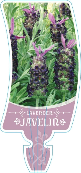 Picture of LAVANDULA JAVELIN                                                                                                                                     
