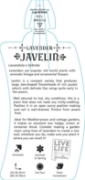 Picture of LAVANDULA JAVELIN                                                                                                                                     