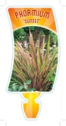 Picture of PHORMIUM SUNSET SYN P MAORI SUNSE                                                                                                                     