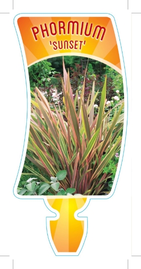 Picture of PHORMIUM SUNSET SYN P MAORI SUNSE                                                                                                                     