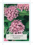 Picture of HYDRANGEA MACROPHYLLA AYESHA                                                                                                                          