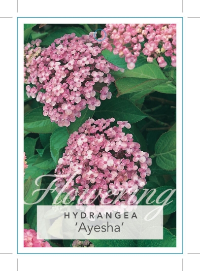 Picture of HYDRANGEA MACROPHYLLA AYESHA                                                                                                                          
