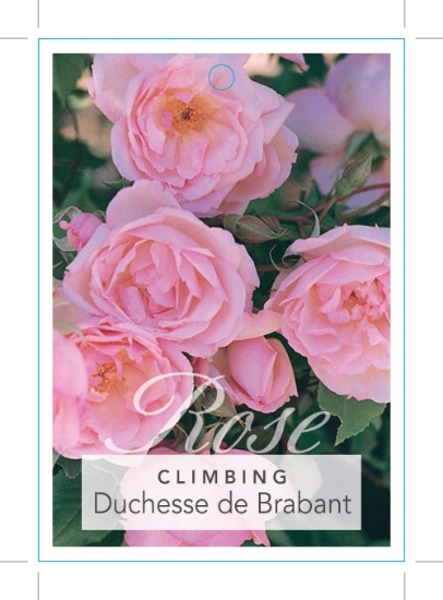 Picture of ROSE DUCHESSE DE BRABANT CLIMBING (OW)                                                                                                                