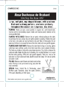 Picture of ROSE DUCHESSE DE BRABANT CLIMBING (OW)                                                                                                                