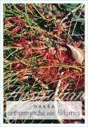 Picture of HAKEA ORTHORRHYNCHA VAR FILIFORMIS BIRD HAKEA                                                                                                         
