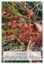 Picture of HAKEA ORTHORRHYNCHA VAR FILIFORMIS BIRD HAKEA                                                                                                         