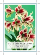 Picture of BULB HIPPEASTRUM PAPILLIO                                                                                                                             
