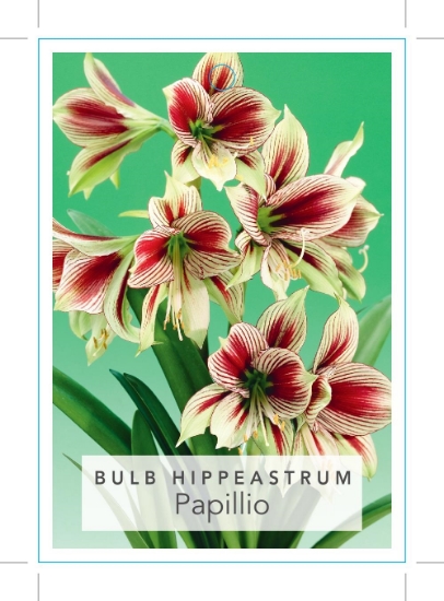 Picture of BULB HIPPEASTRUM PAPILLIO                                                                                                                             