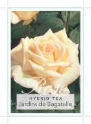 Picture of ROSE JARDINS DE BAGATELLE (HT)                                                                                                                        