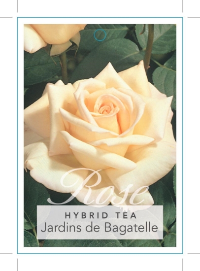 Picture of ROSE JARDINS DE BAGATELLE (HT)                                                                                                                        