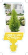 Picture of CUPRESSUS LEMON SCENTED CONIFER                                                                                                                       