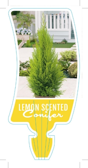 Picture of CUPRESSUS LEMON SCENTED CONIFER                                                                                                                       