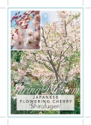 Picture of PRUNUS SERRULATA SHIROFUGEN SYN ALBO ROSEAFLOWER                                                                                                      