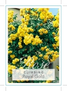 Picture of **ROSE ROYAL GOLD CLIMBING                                                                                                                            