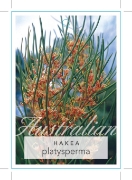 Picture of HAKEA PLATYSPERMA CRICKET BALL HAKEA                                                                                                                  