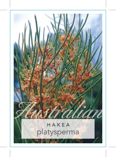 Picture of HAKEA PLATYSPERMA CRICKET BALL HAKEA                                                                                                                  