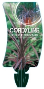 Picture of CORDYLINE PURPLE FOUNTAIN                                                                                                                             