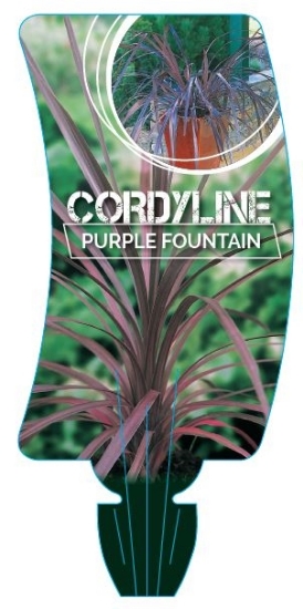 Picture of CORDYLINE PURPLE FOUNTAIN                                                                                                                             