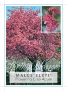 Picture of MALUS X PURPUREA ELEYI FLOWERING CRAB APPLE Jumbo Tag                                                                                                 