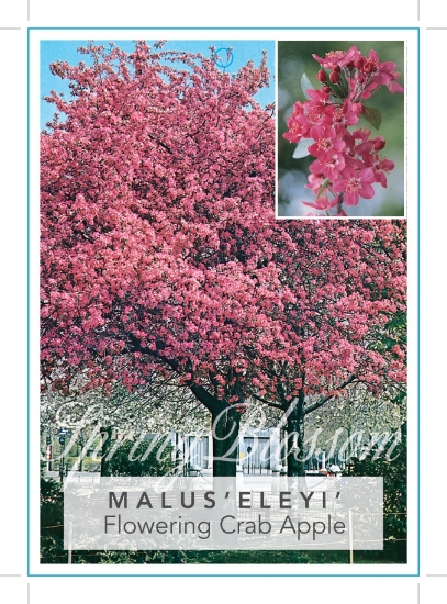 Picture of MALUS X PURPUREA ELEYI FLOWERING CRAB APPLE Jumbo Tag                                                                                                 