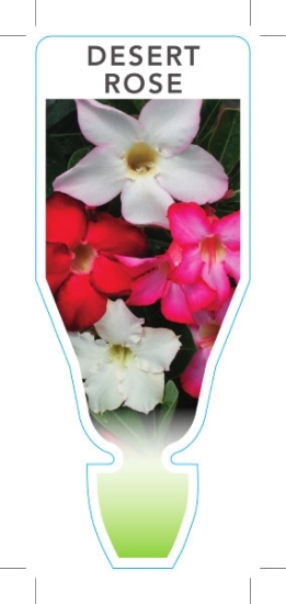 Picture of HOUSEPLANT ADENIUM OBESUM DESERT ROSE - MIXED PIC (UNNAMED)                                                                                           