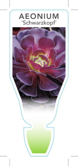 Picture of SUCCULENT AEONIUM ATROPURPUREUM SCHWARZKOPF                                                                                                           