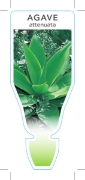 Picture of SUCCULENT AGAVE ATTENUATA                                                                                                                             