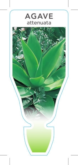 Picture of SUCCULENT AGAVE ATTENUATA                                                                                                                             