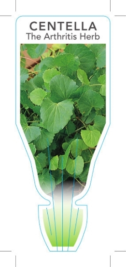 Picture of **HERB THE ARTHRITIS HERB (Centella asiatica)                                                                                                         