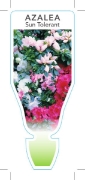 Picture of AZALEA SUN TOLERANT (UNNAMED VARIETY)                                                                                                                 