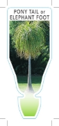 Picture of **HOUSEPLANT NOLINA RECURVATA ELEPHANT FOOT/PONY TAIL                                                                                                 