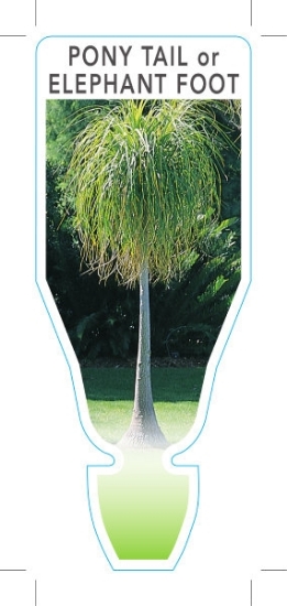 Picture of **HOUSEPLANT NOLINA RECURVATA ELEPHANT FOOT/PONY TAIL                                                                                                 