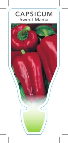 Picture of **VEGETABLE CAPSICUM SWEET MAMA (Capsicum annuum)                                                                                                     