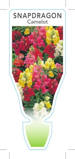 Picture of ANNUAL SNAPDRAGON CAMELOT (Antirrhinum majus)                                                                                                         