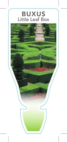 Picture of BUXUS MICROPHYLLA LITTLE LEAF BOX                                                                                                                     